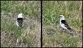 B (100) Snow Bunting